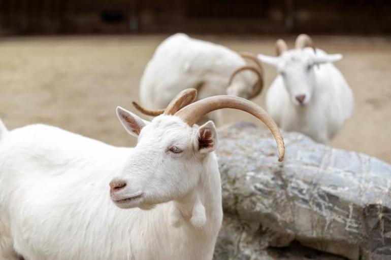  TARSİM “Kırsalda Bereket, Küçükbaşa Destek” Başvuru Tarihleri Neler Kimler Faydalanabilir, Başvuru Şartları Neler