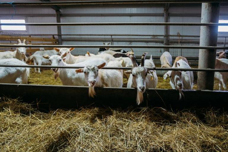  TARSİM “Kırsalda Bereket, Küçükbaşa Destek” Başvuru Tarihleri Neler Kimler Faydalanabilir, Başvuru Şartları Neler