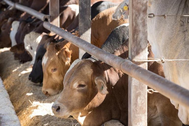 2026 KURBAN BAYRAMI NE ZAMAN Kurban Bayramı Tatili Uzayacak mı 9 Günlük Tatil İçin Kritik Bekleyiş