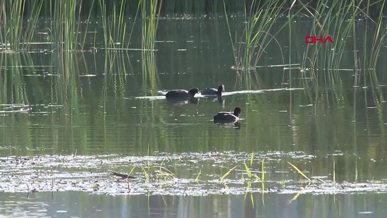 Kuşların yaşam alanı çöplüğe döndü