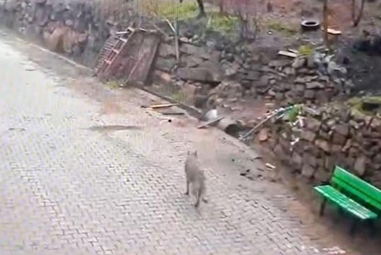 Aç kalan kurt, yerleşim yerinde yemek aradı O anlar kamerada...