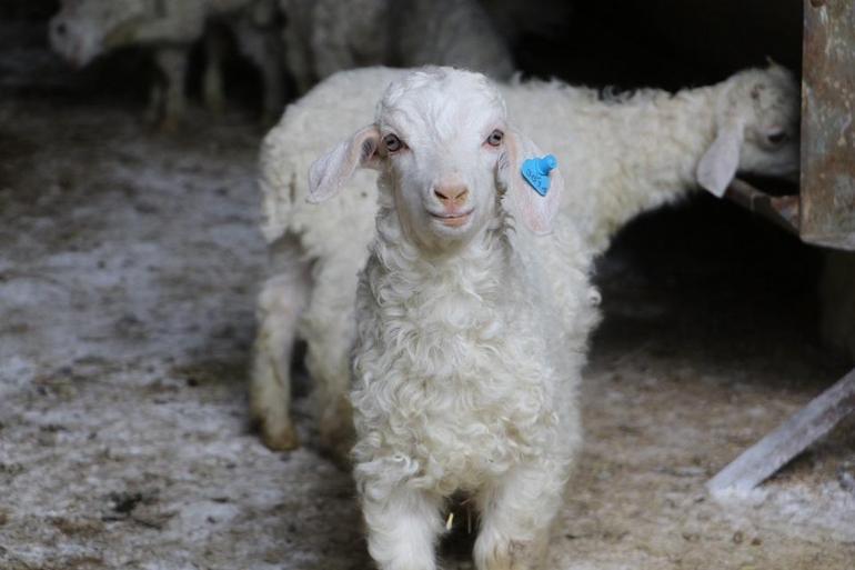 Kariyeri plazada değil keçi ağılında