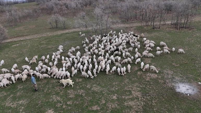 Kariyeri plazada değil keçi ağılında