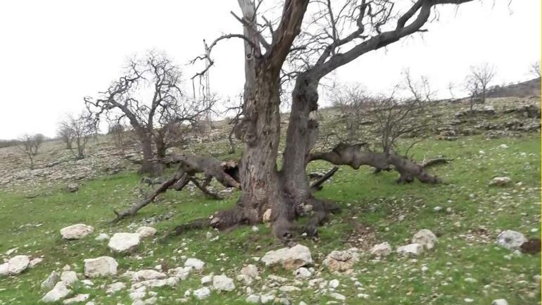  İşte ilk kez okuyacağınız detaylar