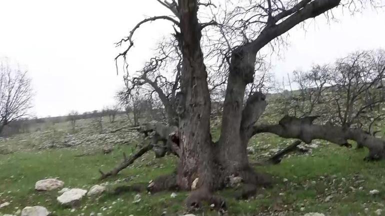 Gülistan Doku dosyası kayıptan cinayete 700 saatlik yeni görüntü, gizli tanık, silinen mesajlar...