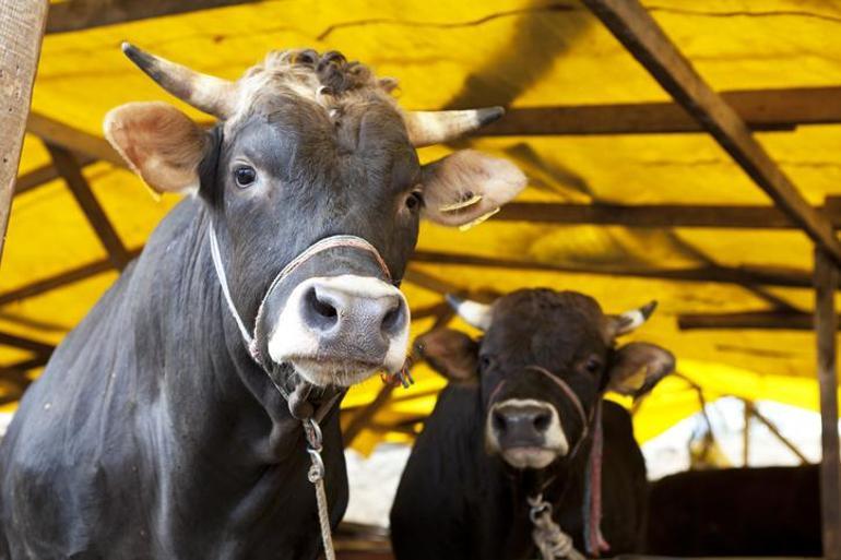  Büyükbaş, Küçükbaş Kurbanlık Fiyatları Ne Kadar Büyükbaş Hisse Fiyatı Ne Yurt Dışı Kurban Bağışı Ne Kadar