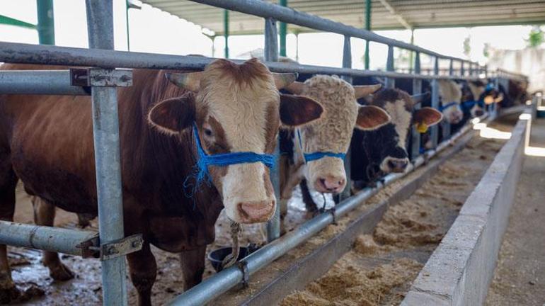 Kurban satış yerlerinde randevu sistemi