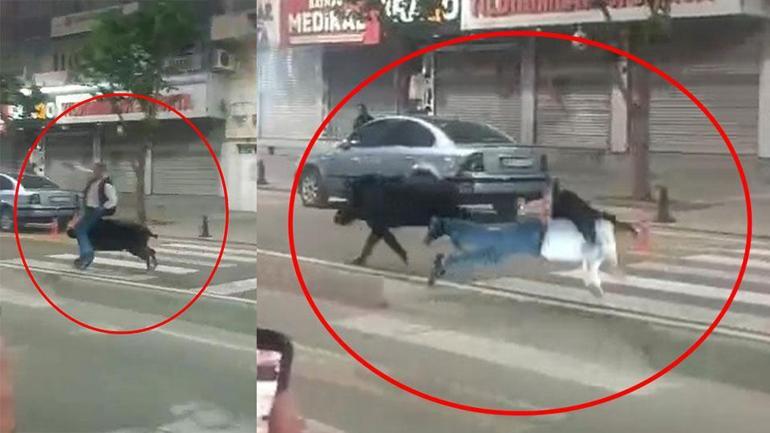 Batman merkeze inen yaban domuzu, 3 kişiyi yaraladı