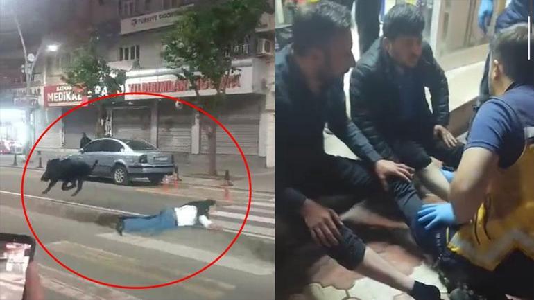 Batman merkeze inen yaban domuzu, 3 kişiyi yaraladı