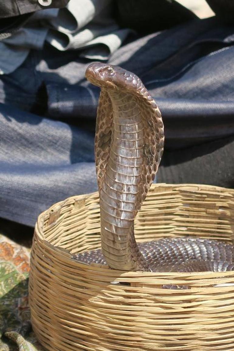 Mısırda oteldeki yılan gösterisi facia ile bitti: Alman turist hayatını kaybetti