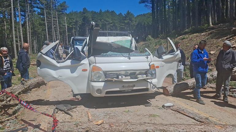 Bursada ormanda ağaç kesimi sırasında feci ölüm
