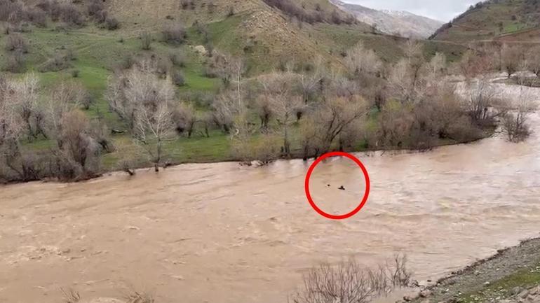 Bingölde akıntıya kapılan at, ölümün kıyısından döndü