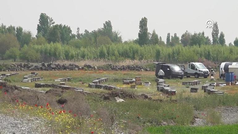 Koyun sürüsünde arı izdihamı