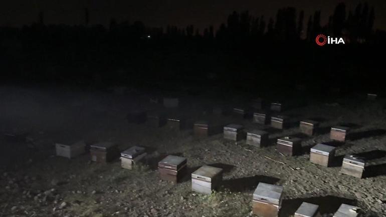 Koyun sürüsünde arı izdihamı