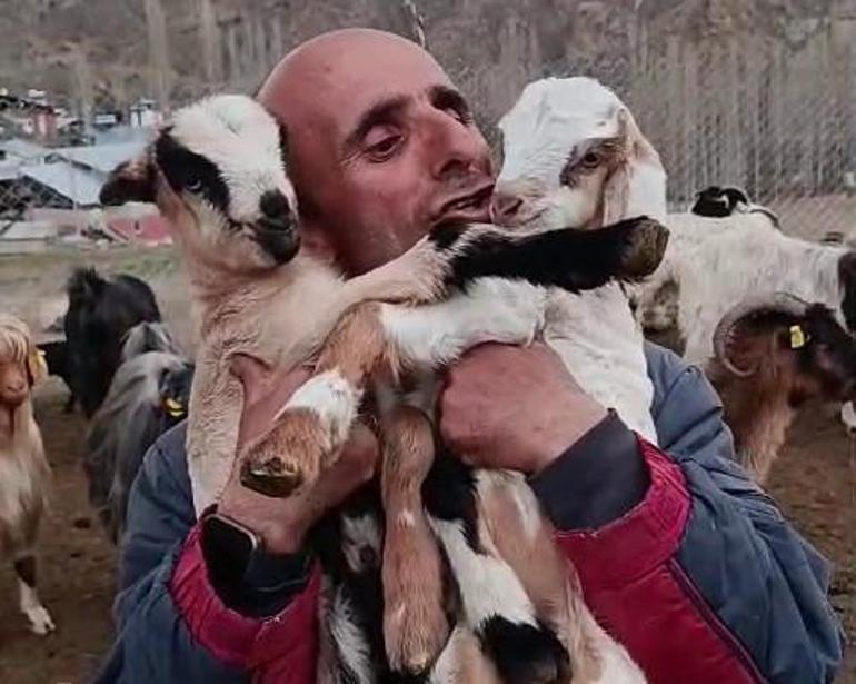 Çobanın oğlaklarına sevgisi yürekleri ısıttı