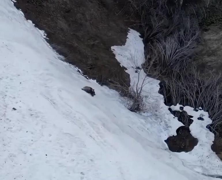  Artvin... Bozayının yamaçtan inerken kaydığı anlar kamerada