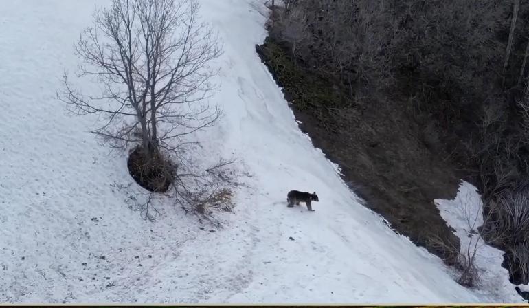  Artvin... Bozayının yamaçtan inerken kaydığı anlar kamerada