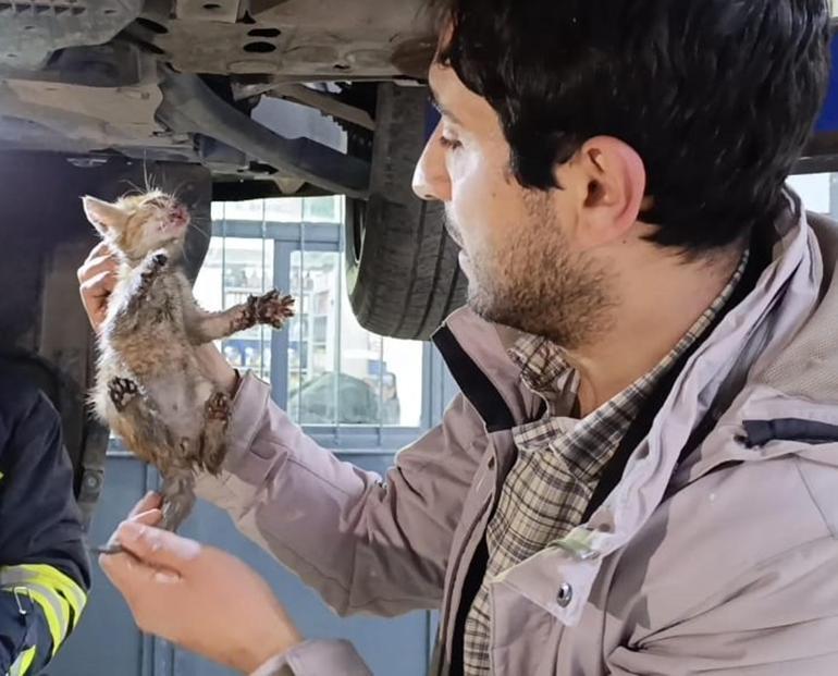 Otomobilin motor bölümüne giren kedi sanayide çıkarıldı