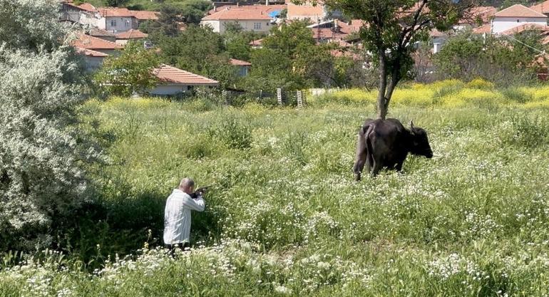 Firari kurbanlıklar