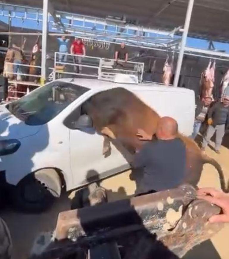  Kaçan boğa arabaya girdi, kornasını çaldı