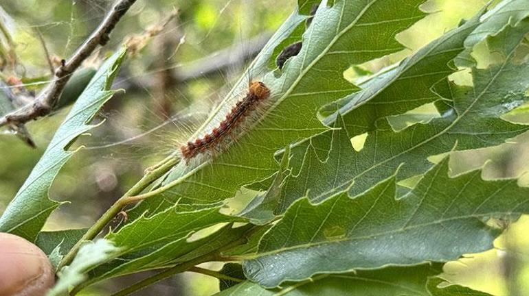 Şırnak’ta ormanlık alanda tırtıl istilası