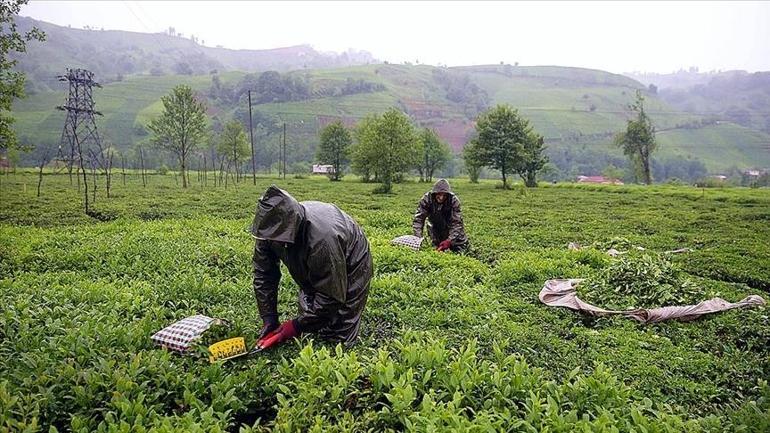 ÇAYKURda Stok Alarmı: Alımlar Durdu