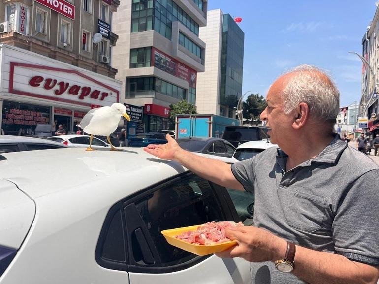 Kebapçı esnafının elinden beslenen martı Pamuk, Gebze’nin maskotu oldu