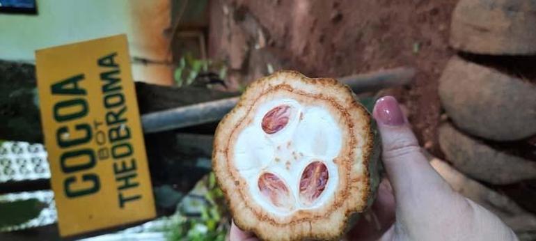 Sisli Dağlardan Okyanusa: Benim Sri Lanka Rotam