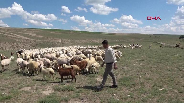 Hayvancılıkta çözüm: İthal çoban