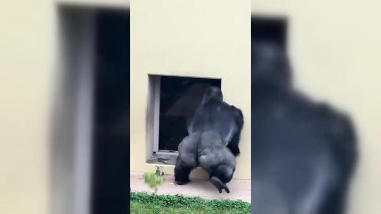 Eşiyle tartışan gorilin bu hali çok konuşuldu Köşesine çekildi, düşüncelere daldı