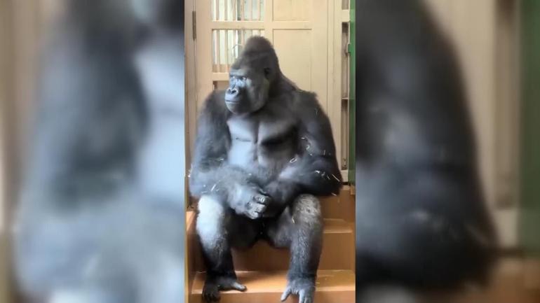 Eşiyle tartışan gorilin bu hali çok konuşuldu Köşesine çekildi, düşüncelere daldı