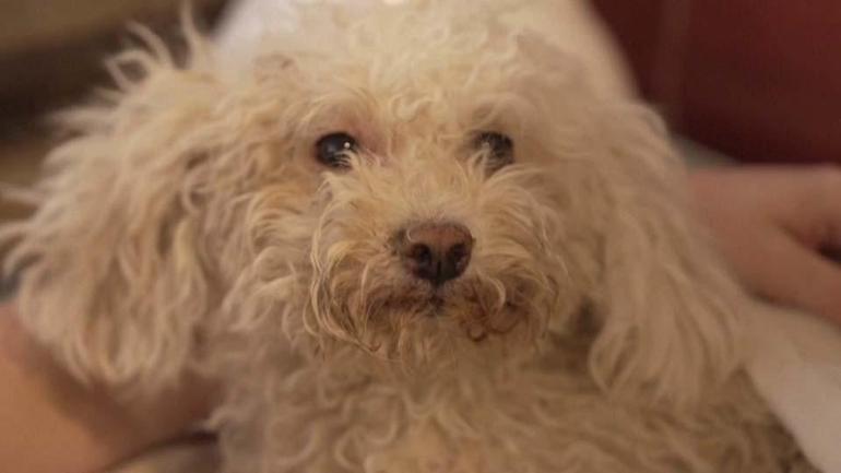 Venezuelada mucize kurtuluş Buddy adlı köpek 8 gün sonra enkazdan sağ çıkarıldı