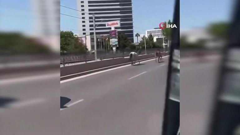 DÖRTNALA KOŞTULAR: Başıboş atlar Bursa trafiğinde