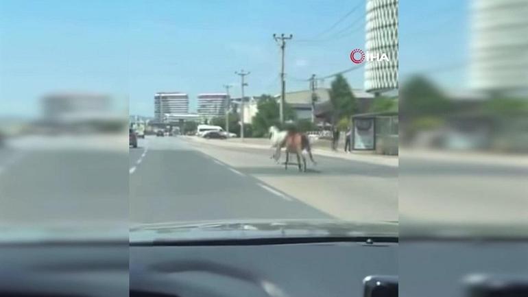 DÖRTNALA KOŞTULAR: Başıboş atlar Bursa trafiğinde