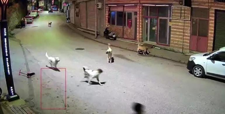 Orduda sahipsiz köpek paniği Küçük çocuk dehşeti yaşadı