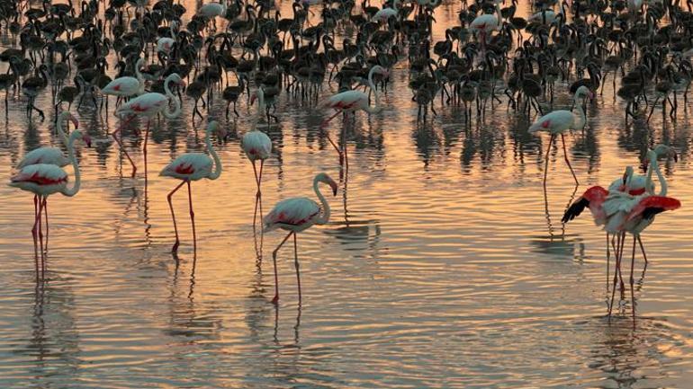 Bakan Kurumdan Flamingo paylaşımı: Son 5 yılın en yüksek yavru sayısına ulaştık