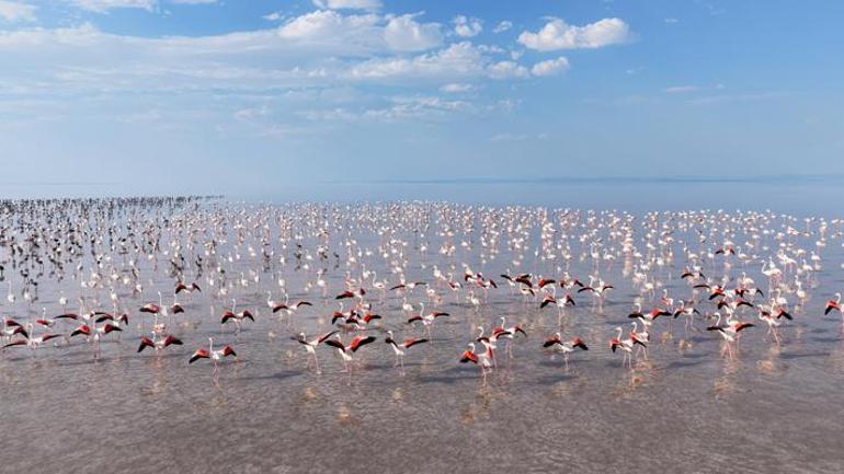 Bakan Kurumdan Flamingo paylaşımı: Son 5 yılın en yüksek yavru sayısına ulaştık