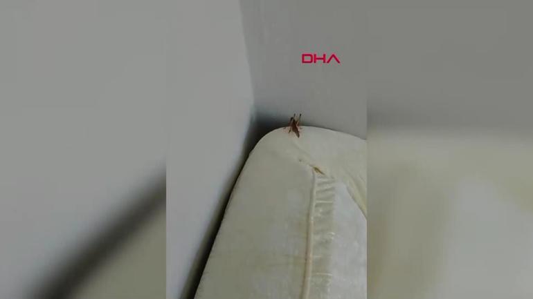Bakanlıktan çekirge istilası iddialarına net yanıt