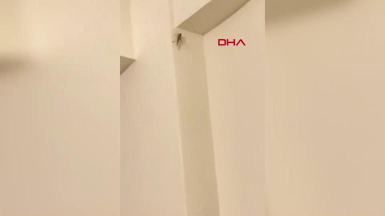 Bakanlıktan çekirge istilası iddialarına net yanıt