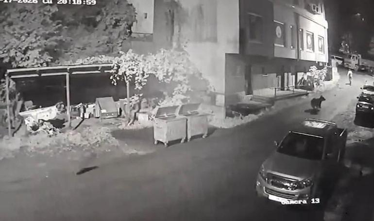 Şehrin ortasında ayı kovaladı