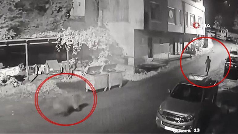 Şehrin ortasında ayı kovaladı