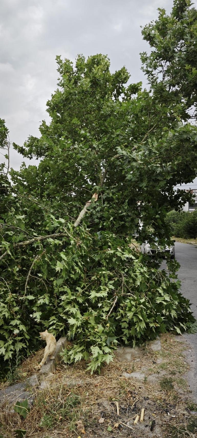 Meteoroloji uyarmıştı İstanbulda fırtına etkili oldu