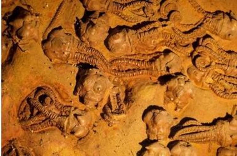 Çevresel değişim, yaşamın uyum sağlama kapasitesini aştığında yaşam son bulur mu