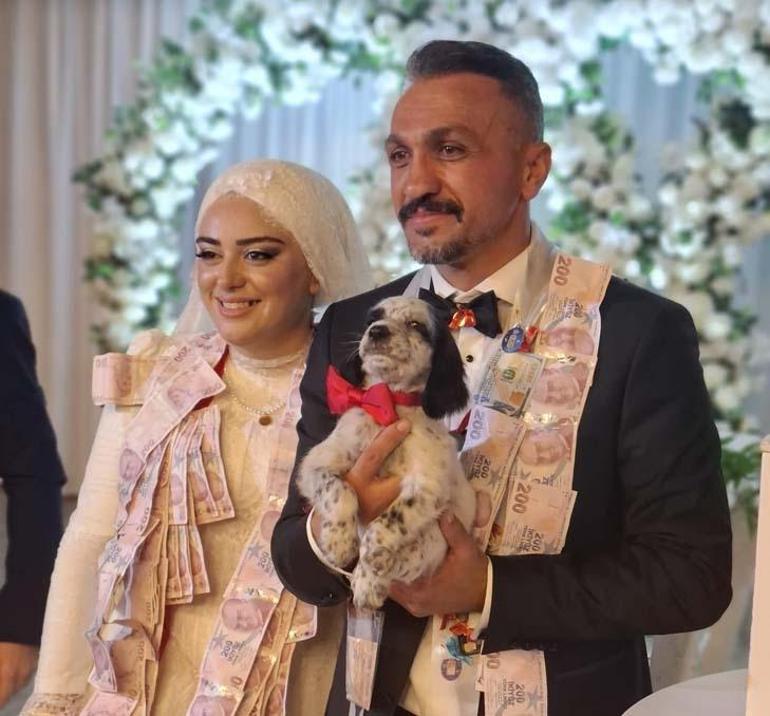 Düğündeki takı töreninde ilginç anlar Damadın arkadaşından özel av köpeği yavrusu