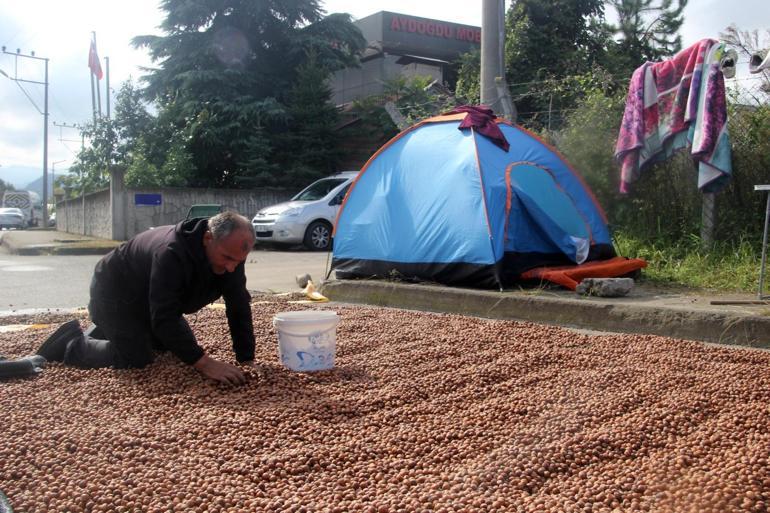 Fındıkta yağmur zararı Üreticiler mahsulü kurutmaya çalışıyor