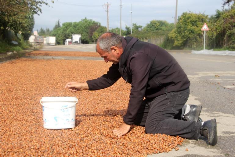 Fındıkta yağmur zararı Üreticiler mahsulü kurutmaya çalışıyor
