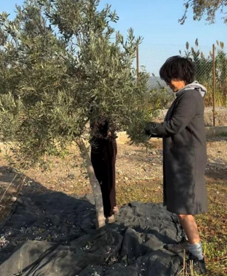 Ekranlardan bir süredir uzakta Arka Sokakların Aylası Filiz Taçbaş, zeytin hasadına başladı