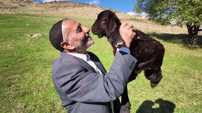 18 yıl sonra yine koştu geldi | Yas yas yas gley dedi ama koyunlar bu kez onu tanımadı